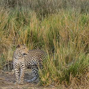 Africa, Zambia. Close-up of leopard standing in grass. ung / Jaynes Gallery / DanitaDelimont