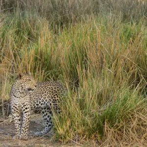 Africa, Zambia. Close-up of leopard standing in grass. ung / Jaynes Gallery / DanitaDelimont