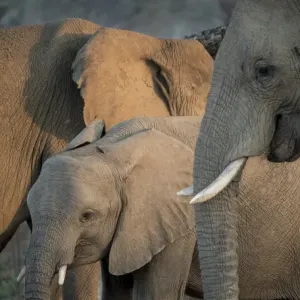 Africa Print - Zambia Elephant Adults and Young