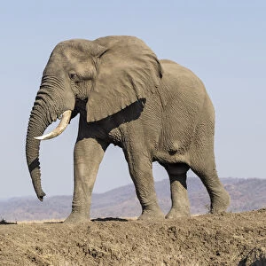 Africa, Zambia. Elephant atop hill. Credit as: Bill Young / Jaynes Gallery / DanitaDelimont