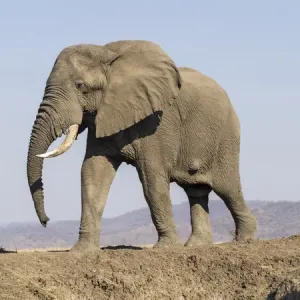 Africa Print: Elephant atop a hill in Zambia
