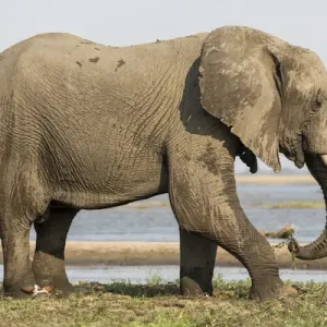 Africa, Zambia. Elephant next to Zambezi River