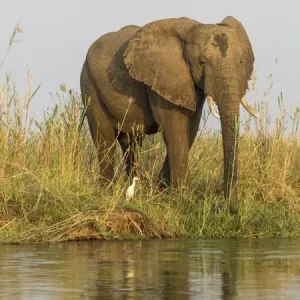 Africa Print: Elephant by Zambezi River