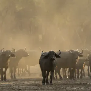 Africa, Zambia. Herd of Cape buffaloes. Credit as: Bill Young / Jaynes Gallery / DanitaDelimont