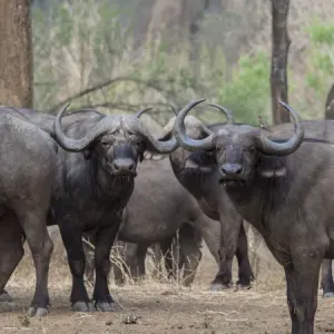 Africa, Zambia. Herd of Cape buffaloes. Credit as: Bill Young / Jaynes Gallery / DanitaDelimont