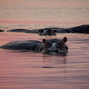 Africa, Zambia. Hippos in river at sunset. Credit as: Bill Young / Jaynes Gallery / DanitaDelimont