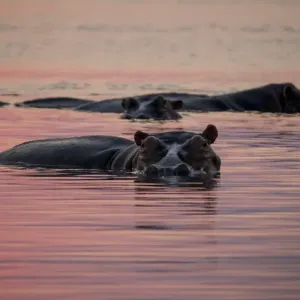 Africa, Zambia. Hippos in river at sunset. Credit as: Bill Young / Jaynes Gallery / DanitaDelimont