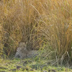Africa, Zambia. Leopard resting in grass. Credit as: Bill Young / Jaynes Gallery / DanitaDelimont