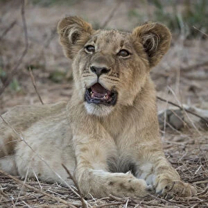 Africa, Zambia. Portrait of lion cub. Credit as: Bill Young / Jaynes Gallery / DanitaDelimont