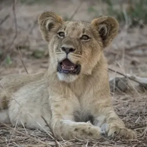 African Lion Cub Print