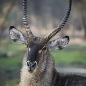 Africa, Zambia. Portrait of waterbuck. Credit as: Bill Young / Jaynes Gallery / DanitaDelimont