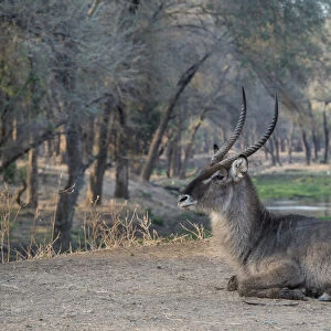Africa, Zambia. Resting waterbuck. Credit as: Bill Young / Jaynes Gallery / DanitaDelimont