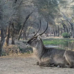 Africa, Zambia. Resting waterbuck. Credit as: Bill Young / Jaynes Gallery / DanitaDelimont