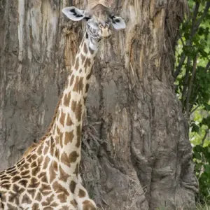 Africa, Zambia, South Luangwa National Park