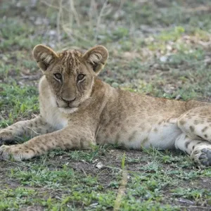 Africa, Zambia, South Luangwa National Park, Mfuwe. Lion cub (WILD: Panthera leo)