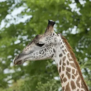 Africa, Zambia, South Luangwa National Park, during green season. Thornicrofts giraffe (Wild