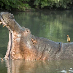 Africa, Zambia, South Luangwa National Park. Hippopotamus in pool with mouth open (WILD