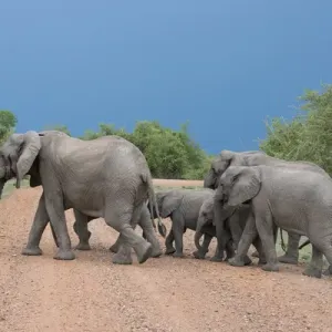 African Elephant Print, Zambia