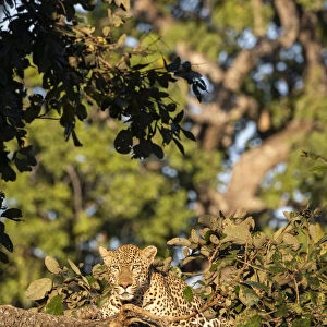 Africa, Zambia, South Luangwa National Park. Male African leopard (Panthera pardus