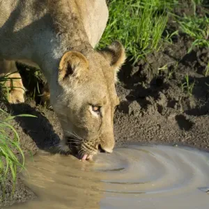 Africa, Zambia, South Luangwa National Park, Mfuwe