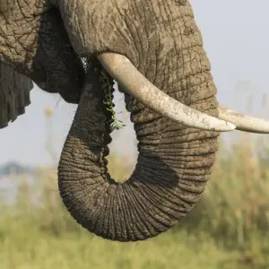 Africa, Zambia. Side view of elephant eating