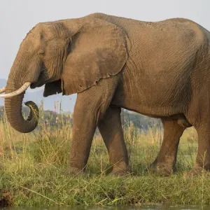 Africa Print, Zambia Elephant Side View