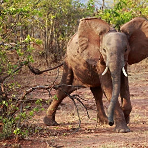 Africa, Zimbabwe, Bumi Hills. Elephants of Matusadona Park, Zimbabwe