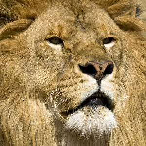 African Barbary Lion, Panthera leo leo, one of the few still living in captivity. Captive