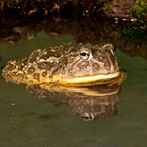 African Burrowing Bullfrog, Pyxicephalus adspersus, Native to Southern Africa, Habitat