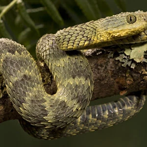 African Bush Viper, Atheris squamigera, coiled around a mossy treebranch with its prehensile tail