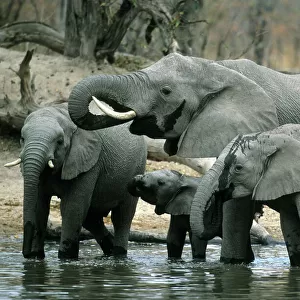African Elephant, (Loxodonta africana), drinking herd, Okavango Delta, Botswana