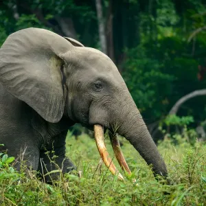 African Forest Elephant Print African Forest Elephant Print