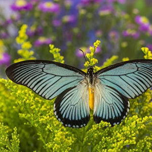 African Giant Blue Swallowtail Butterfly, Papilio zalmoxis