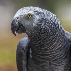 African Grey Parrot Print African Grey Parrot Print