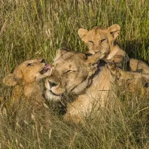 African Lion Female with Cubs Print, Masai Mara National Reserve, Kenya African Lion Female with Cubs Print, Masai Mara National Reserve, Kenya