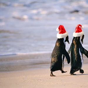 African Penguins (Spheniscus Demersus) walking hand in hand near Capetown, South Africa