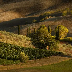 Afternoon light on vineyard and olive trees, Tuscany region of Italy