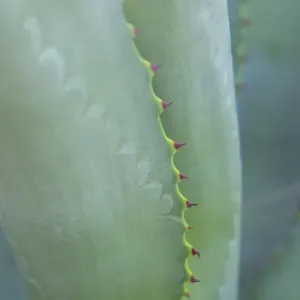 Agave Cactus Print, Austin, Texas