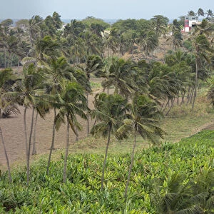 Agriculture near Pedra Badejo. Santiago Island, Cape Verde
