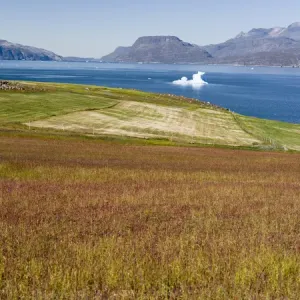 Agriculture and sheep farming near Itilleq in South Greenland at the shore of Eriksfjord Agriculture and sheep farming near Itilleq in South Greenland at the shore of Eriksfjord