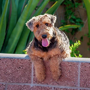 Airedale coming over a wall