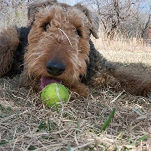 Airedale playing ball in dried grasses