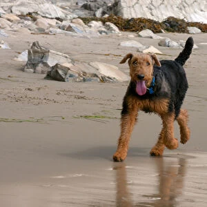 Airedale running on the beach