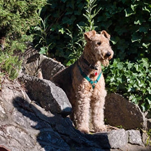 Airedale sitting on stone steps