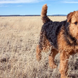Airedale Terrier in a field of dried grasses