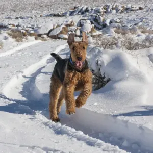 Airedale Terrier running through snow Airedale Terrier running through snow