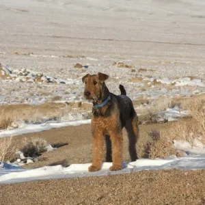 Airedale Terrier standing in Alabama Hills NRA, California Airedale Terrier standing in Alabama Hills NRA, California