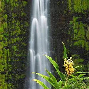 Akaka Falls and kahili ginger, Akaka Falls State Park, Hamakua Coast, Big Island