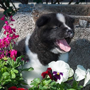 Akita Puppy in the flowers