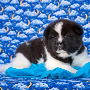 Akita Puppy with moons and stars